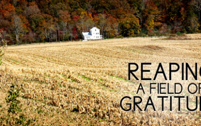 Thriving Through the Holidays: Reaping a Field of Gratitude
